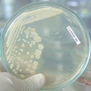Candida