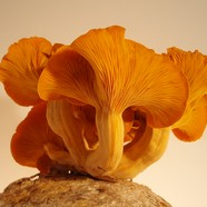 Maitake (Bokrosgomba)