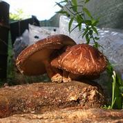 Shiitake