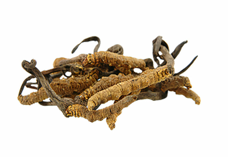 Cordyceps gomba