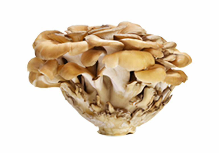 Maitake gomba