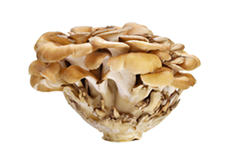 Naja Forest Bio Maitake Étrendkiegészítő (100ml) Naja Forest