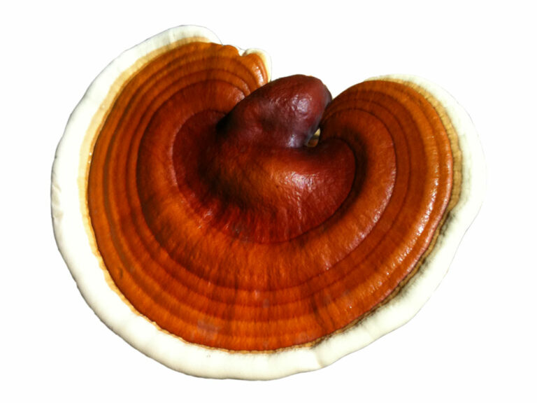 Reishi gomba