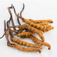 Cordyceps (Kínai hernyógomba)