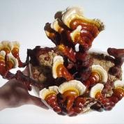 Reishi (Ganoderma lucidum)