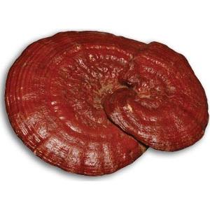 Reishi gomba