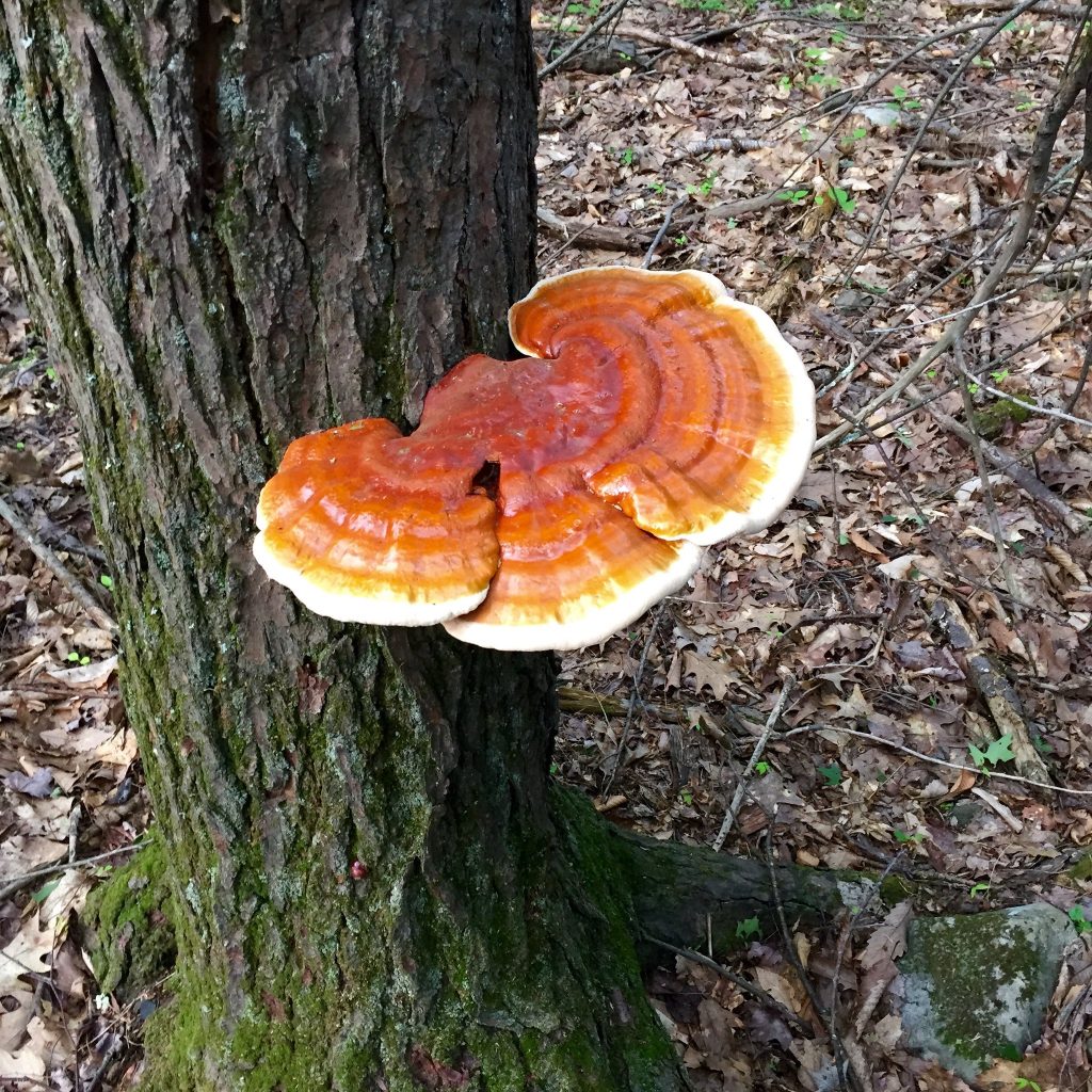 reishi gomba zsírégetés