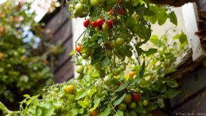 Tomato Plants In Varying Stages