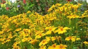 Lemon Marigold, Signet Marigold