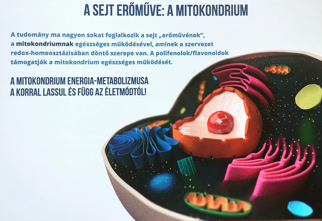 mitokondrium funkció fogyás