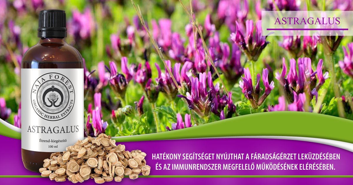 Organic Herbal Astragalus
