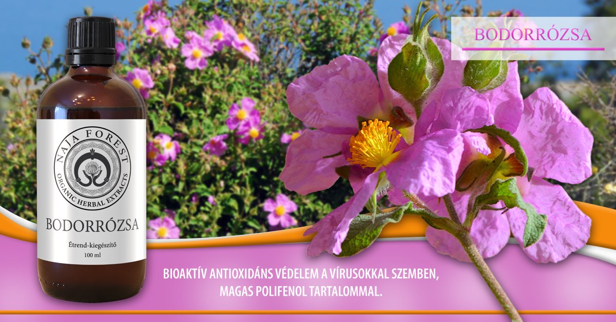 Organic Herbal Bodorrozsa