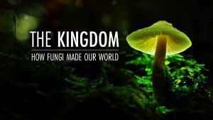 Tálas Annamária, The Kingdom: How Fungi Made Our World című film rendezője