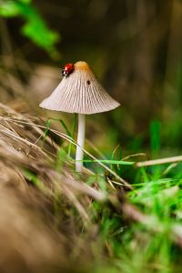Naja Forest adaptogén gyógynövény-gyógygomba keverékekkel az endokrin rendszer és homeosztázis fenntartásáért