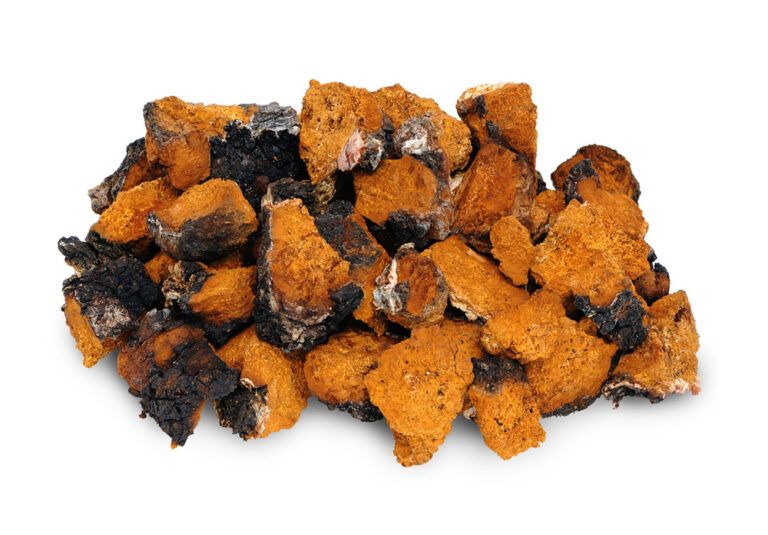 Chaga gomba