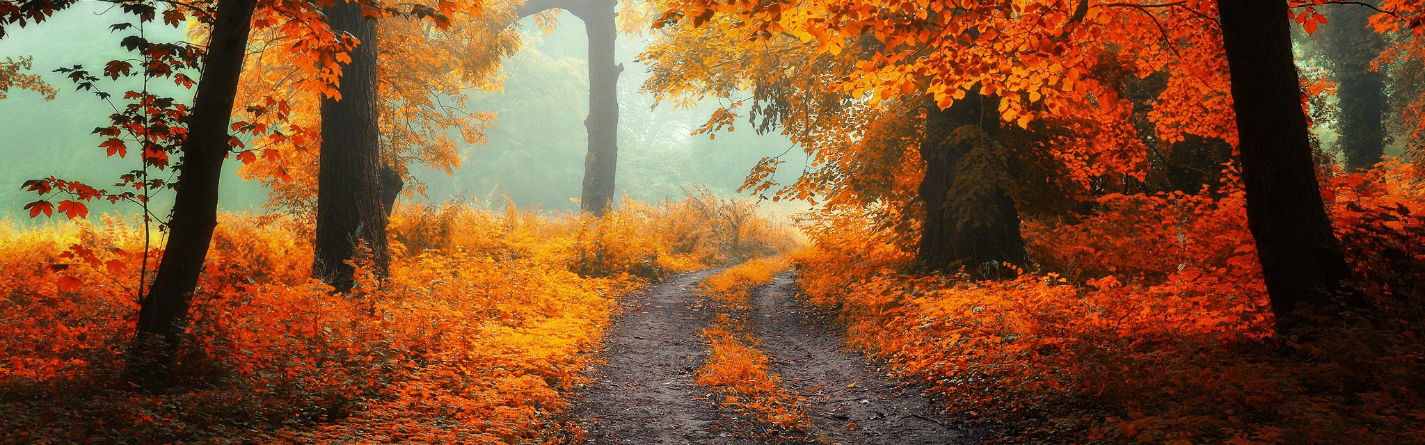 novemberbg-najaforest